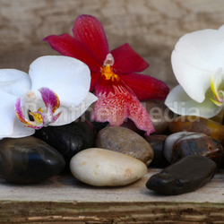 Gutschein mit Orchideen