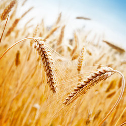 Wheat Field