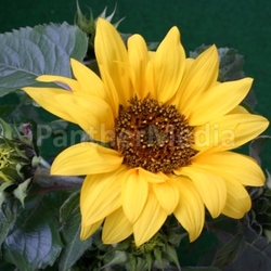 helianthus
