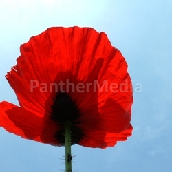 counter-mohn