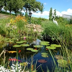 garden pond