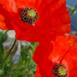 poppy