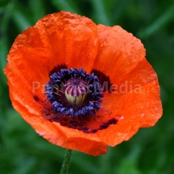 garden plant blossom flower gardens flourishing poppy