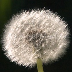 pusteblume nr. xxx