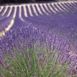 lavender-way