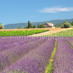 Lavender field