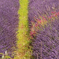 lavender