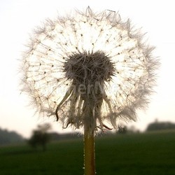 dandelion in backlight
