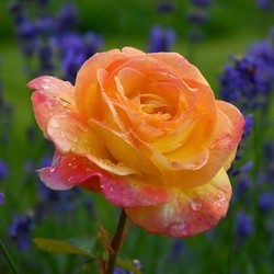 rose with lavender