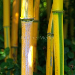 bamboo 02