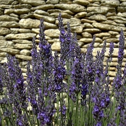 lavender 30