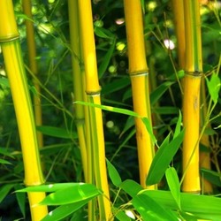 bamboo 03