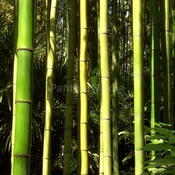 bamboo 09