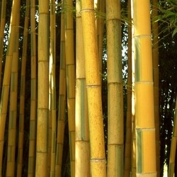 bamboo 06