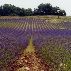 la lavande