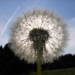 by flower
