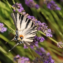 butterfly on lavender