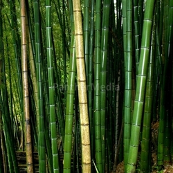 big bamboo in jaoan