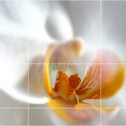 rasterorchidee