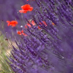 red vs. purple