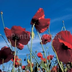 poppy