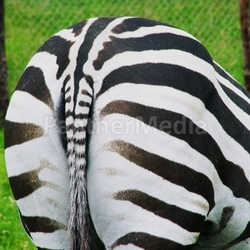 zebra popo