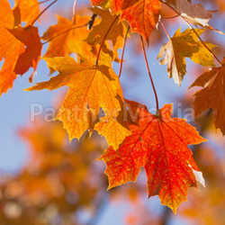 Colorful background of maple leaves. 
