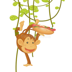 Monkey
