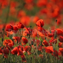 poppy