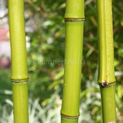 bamboo stalks