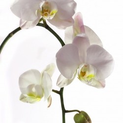 white orchid