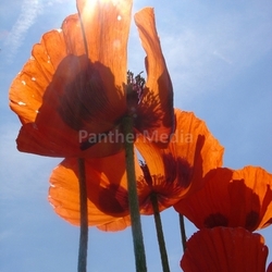 poppy