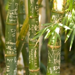 bamboo holiday perpetuate vacations holidays tropical friendship