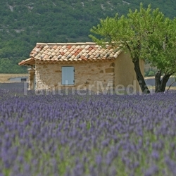 house in lavender