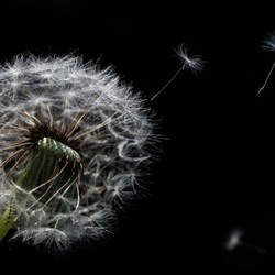 dandelion flowers