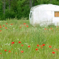mohn cart