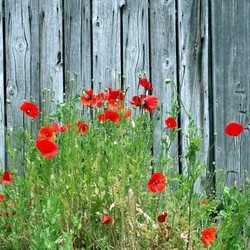 poppy
