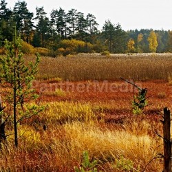 autumnal landscape