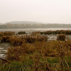breeding ground for black-headed gulls