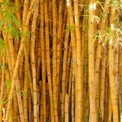 bamboo