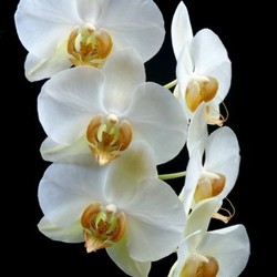 orchideen blank caucasian exotic macro european malaienblume