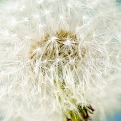 dandelion close