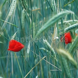 poppy