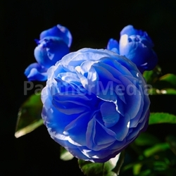 rose charles de gaulle