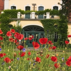 mohnhaus