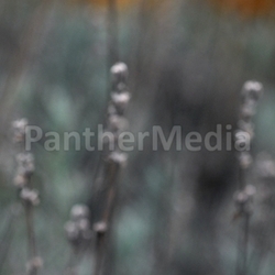 lavender autumn