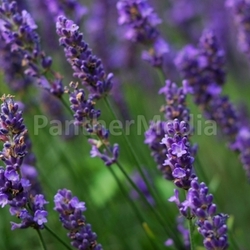 lavender in the wind