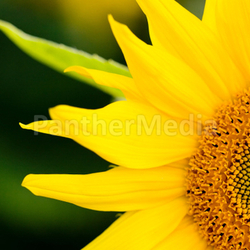 Sunflower macro