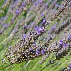 lavender provence