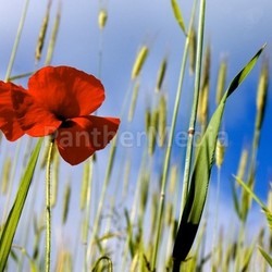 simply red